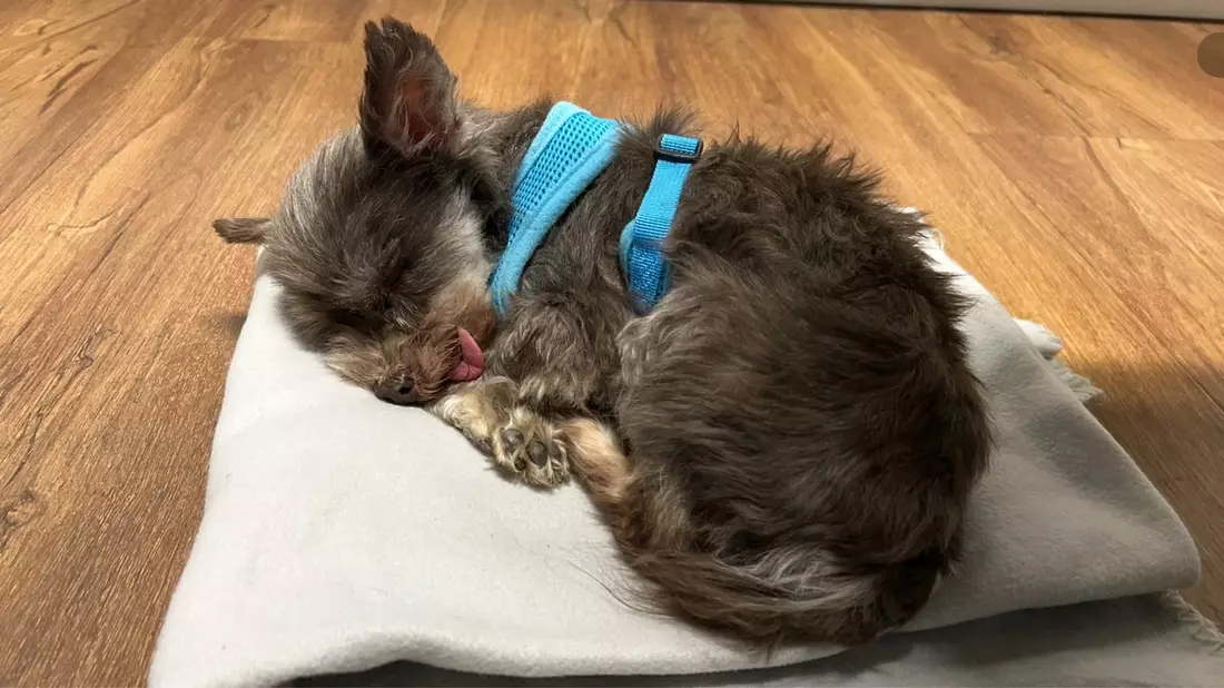 POL-FR: Jestetten: Ausgesetzter Hund in Katzenbox - Polizei sucht Zeugen - Bild: presseportal.de