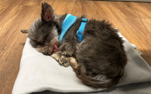 POL-FR: Jestetten: Ausgesetzter Hund in Katzenbox - Polizei sucht Zeugen - Foto: presseportal.de