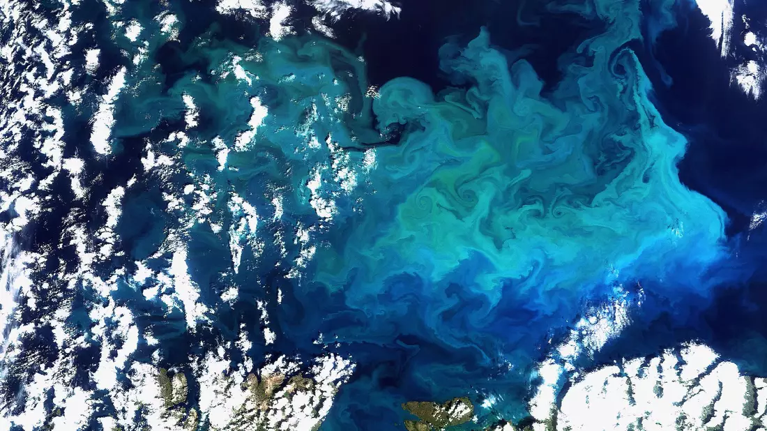 Plankton, aufgenommen vom Satelliten Envisat am 20.08.2009 im Norden Europas(Archivfoto) - Bild: picture alliance / dpa