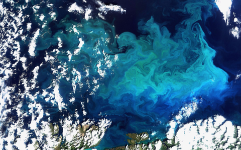 Plankton, aufgenommen vom Satelliten Envisat am 20.08.2009 im Norden Europas(Archivfoto) - Foto: picture alliance / dpa