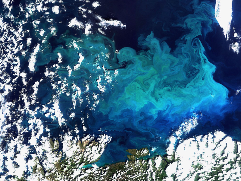 Plankton, aufgenommen vom Satelliten Envisat am 20.08.2009 im Norden Europas(Archivfoto) - Foto: picture alliance / dpa