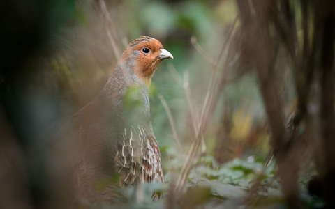 Ein Rebhuhn im Gehege des Zoologischen Gartens Wilhelma - Foto: Sina Schuldt/dpa