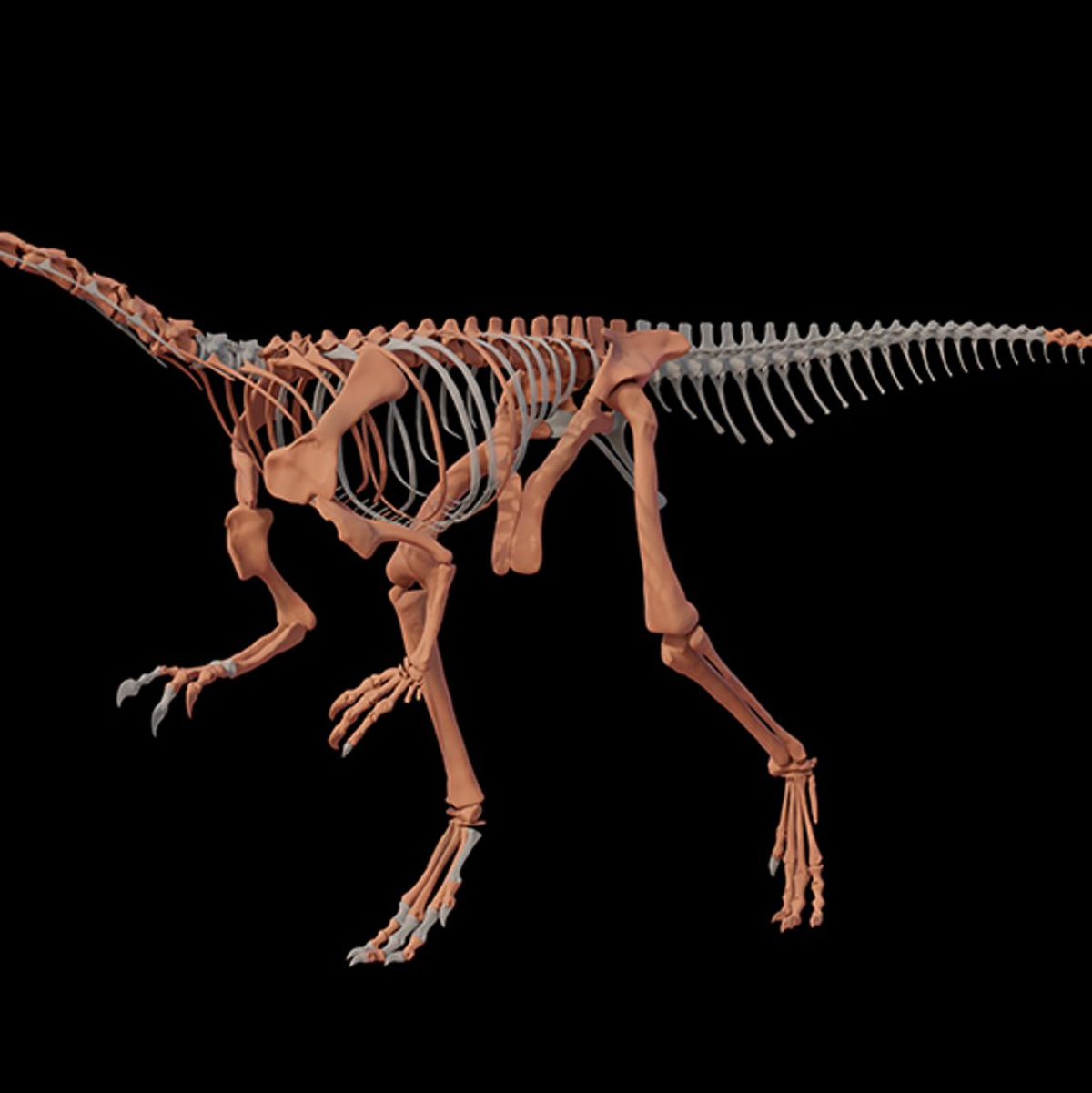 Knochen des Dinosauriers Huayracursor jaguensis - Foto: ---/CONICET Argentina/dpa