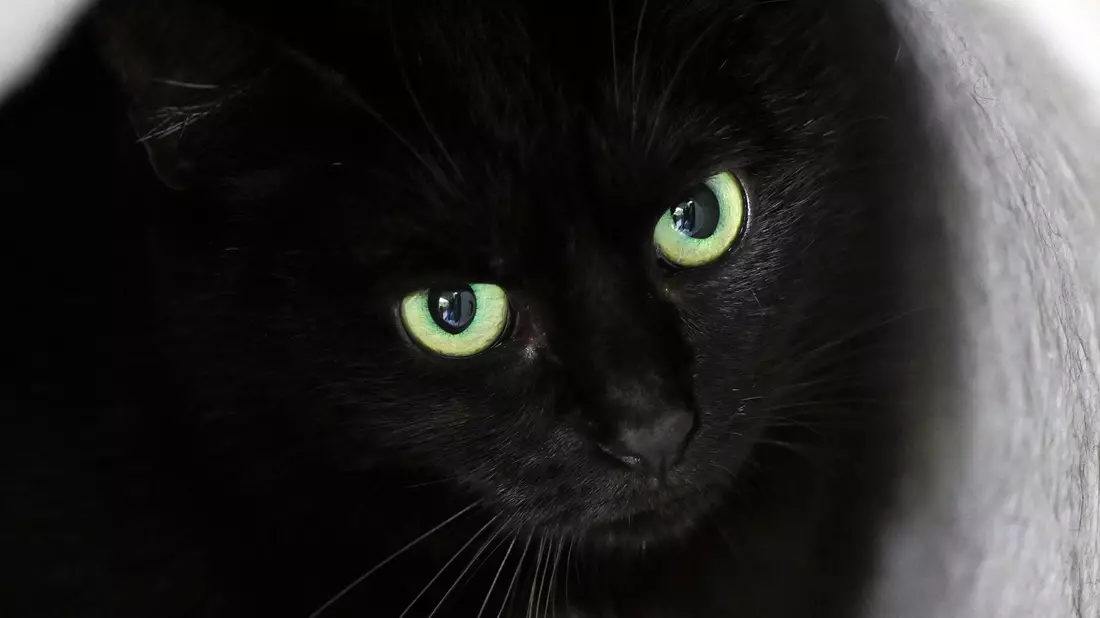 Bis zum 1. November dürfen im städtischen Tierheim der katalanischen Gemeinde keine schwarzen Katzen vermittelt werden. (Symbolbild) - Bild: Soeren Stache/dpa