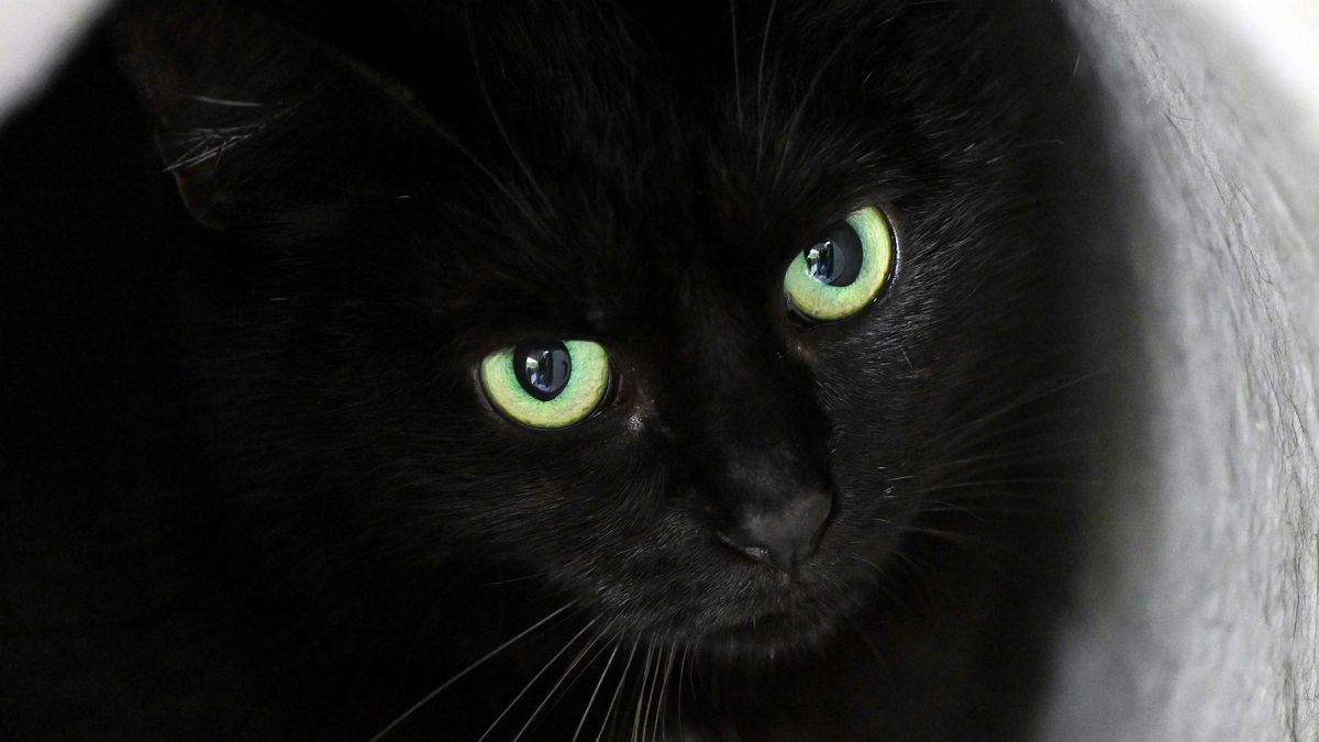 Bis zum 1. November dürfen im städtischen Tierheim der katalanischen Gemeinde keine schwarzen Katzen vermittelt werden. (Symbolbild) - Foto: Soeren Stache/dpa