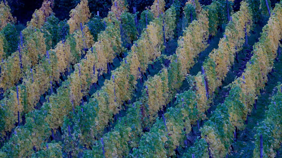 In der neuen Woche kann es in Deutschland zunehmend nass werden. - Bild: Thomas Banneyer/dpa