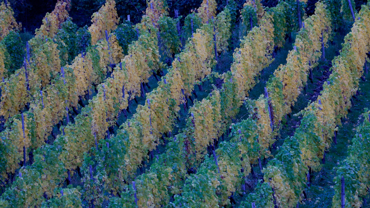 In der neuen Woche kann es in Deutschland zunehmend nass werden. - Foto: Thomas Banneyer/dpa