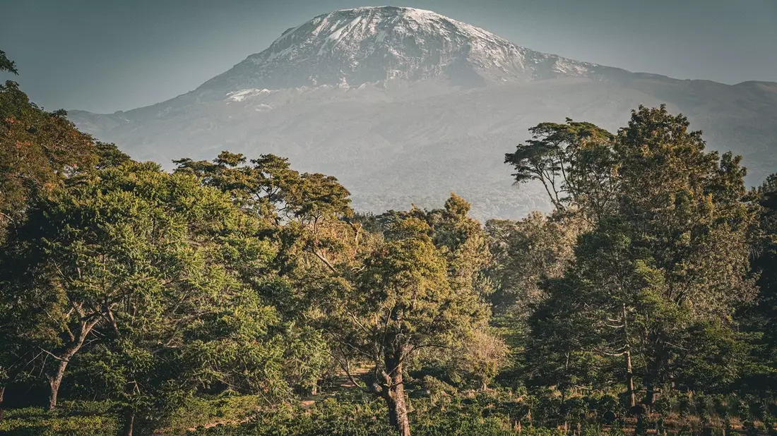 Safari trifft Kaffee: Die Schönheit der Tierwelt Tansanias erleben und besten Kaffee kennenlernen - Bild: presseportal.de