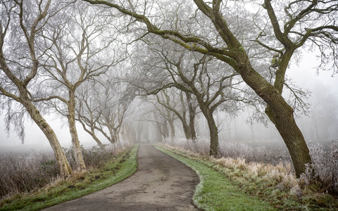 Allee des Jahres 2025 in Niedersachsen / Doppelerfolg für Leybuchtpolder - Foto: presseportal.de