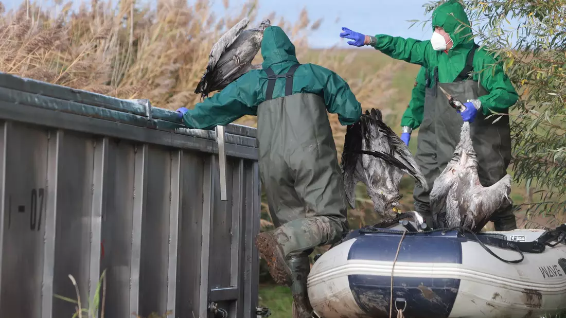 In Ostdeutschland werden derzeit vermehrt tote Kraniche gefunden. Sie sind Opfer der gefürchteten Vogelgrippe geworden. (Archivbild) - Bild: Matthias Bein/dpa