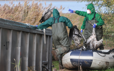 In Ostdeutschland werden derzeit vermehrt tote Kraniche gefunden. Sie sind Opfer der gefürchteten Vogelgrippe geworden. (Archivbild) - Foto: Matthias Bein/dpa