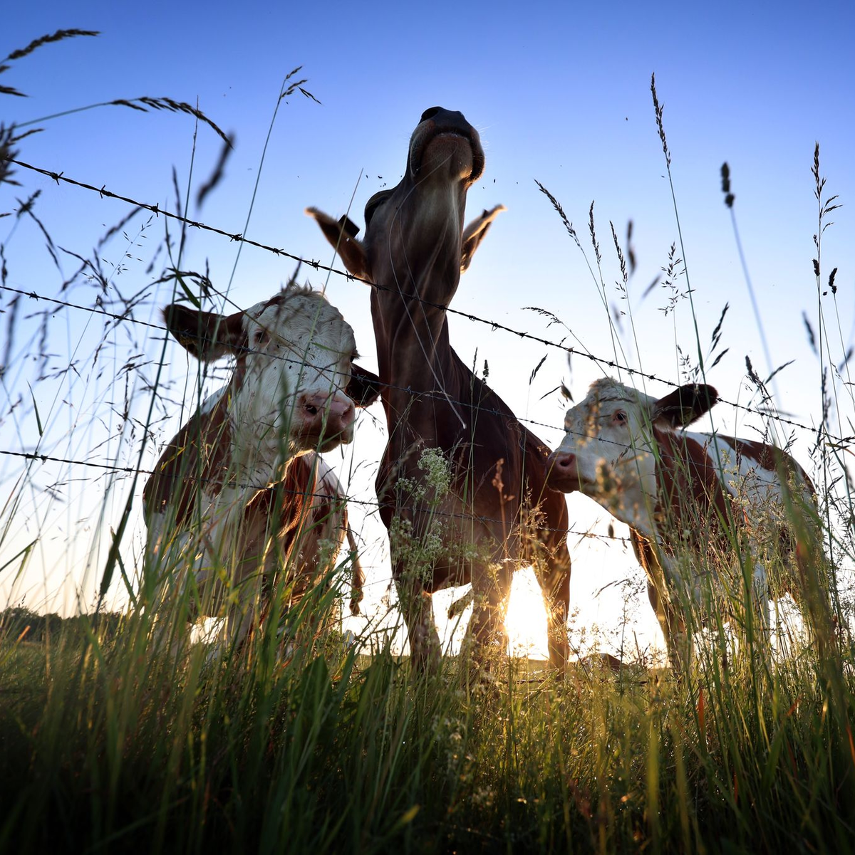 Für viele Verbraucherinnen und Verbraucher spielt Tierwohl eine wichtige Rolle. (Symbolbild) - Foto: Karl-Josef Hildenbrand/dpa