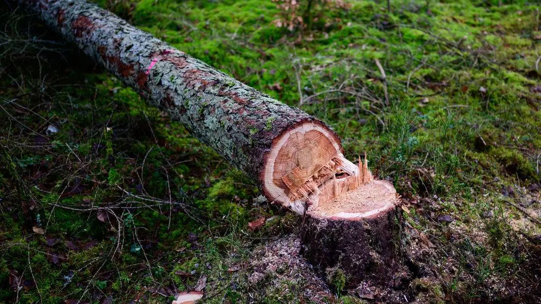 Manche würden die EU-Entwaldungsverordnung gerne zum Fallen bringen. (Symbolbild)  - Bild: Philipp Schulze/dpa