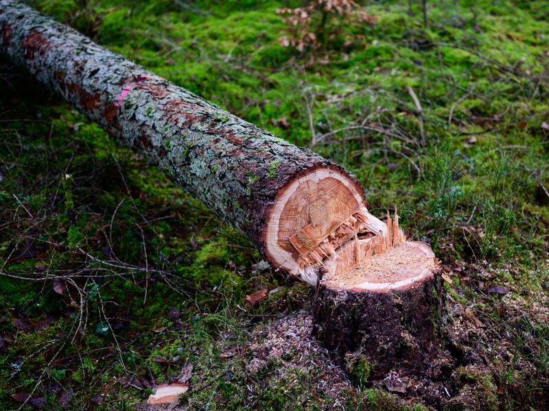 Manche würden die EU-Entwaldungsverordnung gerne zum Fallen bringen. (Symbolbild)  - Foto: Philipp Schulze/dpa