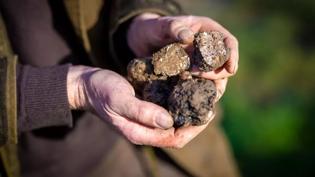 Ein Trüffelbauer in Niedersachsen hält auf seiner Plantage geerntete Pilze in der Hand. (Archivbild) - Bild: Moritz Frankenberg/dpa