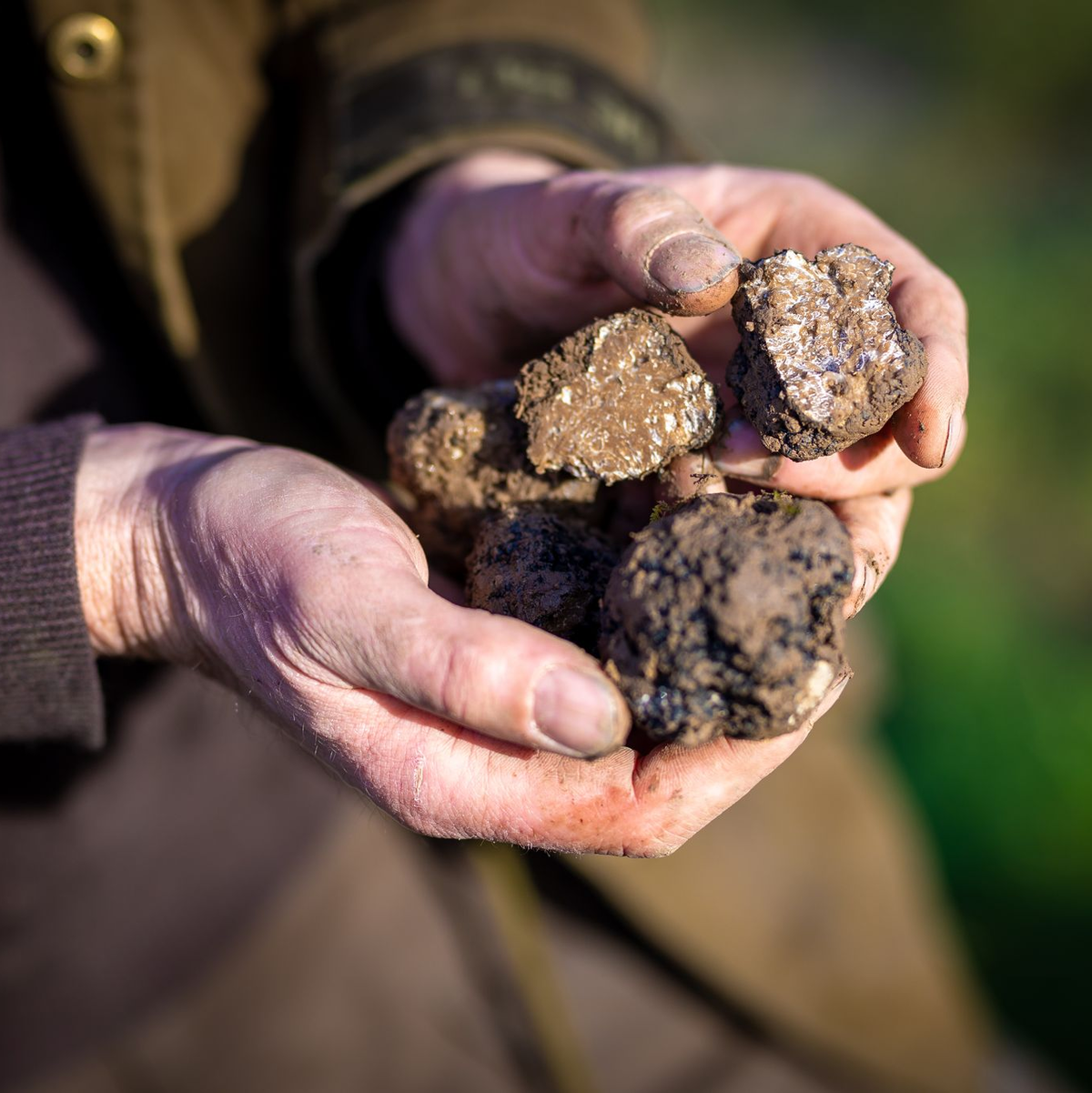 Ein Trüffelbauer in Niedersachsen hält auf seiner Plantage geerntete Pilze in der Hand. (Archivbild) - Foto: Moritz Frankenberg/dpa