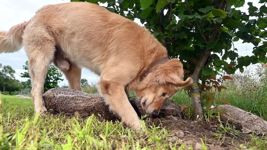 Hunde bekommen bei der Trüffelernte zum Einsatz - hier ist ein Golden Retriever Trüffelspürhund in Baden-Württemberg. (Archivbild)  - Bild: Uli Deck/dpa