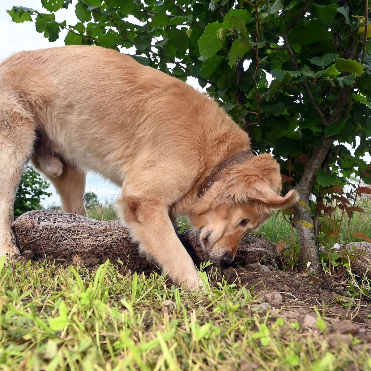 Hunde bekommen bei der Trüffelernte zum Einsatz - hier ist ein Golden Retriever Trüffelspürhund in Baden-Württemberg. (Archivbild)  - Foto: Uli Deck/dpa