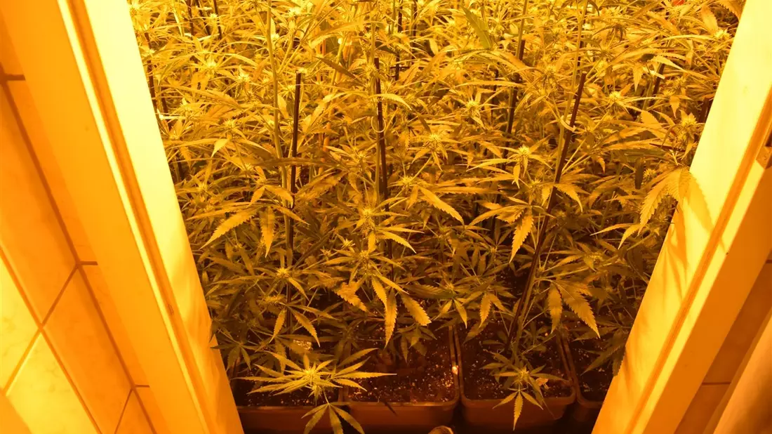 POL-AC: Cannabisplantage in der Innenstadt - Polizei nimmt Mann vorläufig fest - Bild: presseportal.de