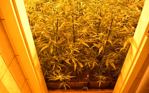 POL-AC: Cannabisplantage in der Innenstadt - Polizei nimmt Mann vorläufig fest - Foto: presseportal.de