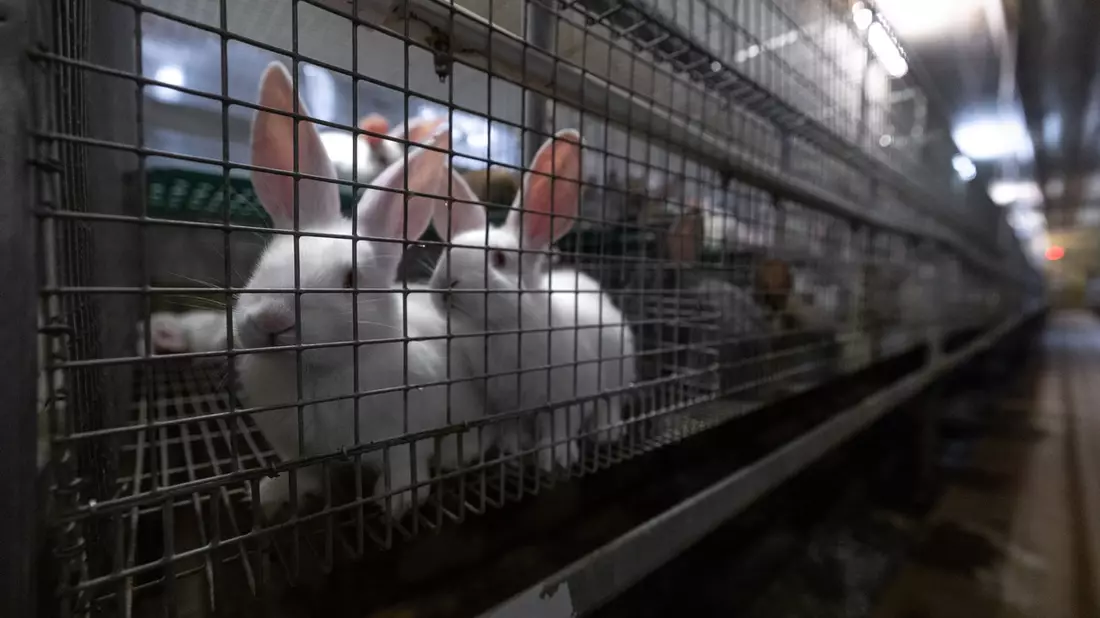 Tierquälerei mit System: Kaninchen aus der größten Zucht Deutschlands im Asamhof missbraucht - Staatsanwaltschaft Augsburg nimmt Ermittlungen auf - Bild: presseportal.de