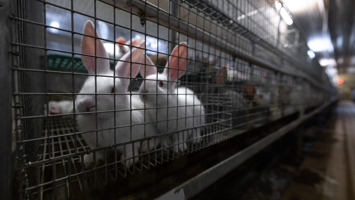 Tierquälerei mit System: Kaninchen aus der größten Zucht Deutschlands im 