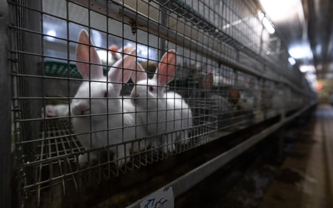Tierquälerei mit System: Kaninchen aus der größten Zucht Deutschlands im Asamhof missbraucht - Staatsanwaltschaft Augsburg nimmt Ermittlungen auf - Foto: presseportal.de