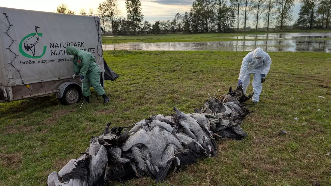 In den deutschen Rastgebieten der Kraniche sterben derzeit viele Tiere an der Vogelgrippe.  - Bild: Nobert Schneeweiß/Artenkompetenzzentrum Rhinluch/dpa