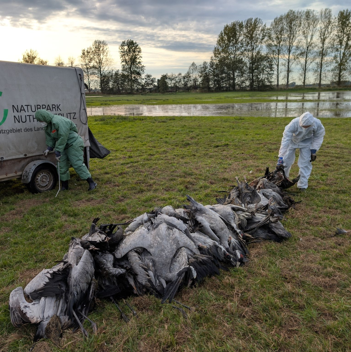 In den deutschen Rastgebieten der Kraniche sterben derzeit viele Tiere an der Vogelgrippe.  - Foto: Nobert Schneeweiß/Artenkompetenzzentrum Rhinluch/dpa