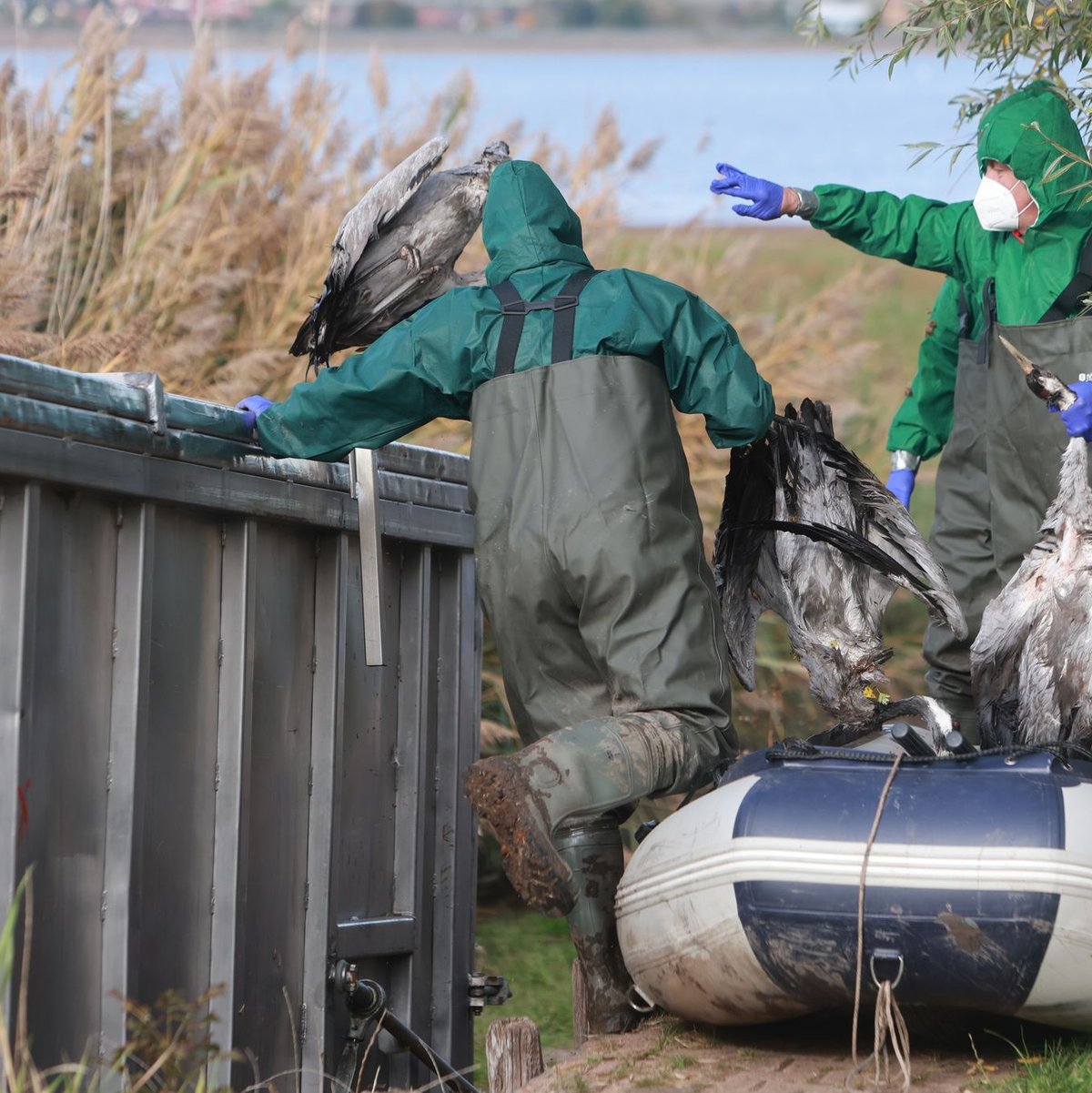Kraniche verenden derzeit in großer Zahl an der Vogelgrippe. (Archivbild)     - Foto: Matthias Bein/dpa