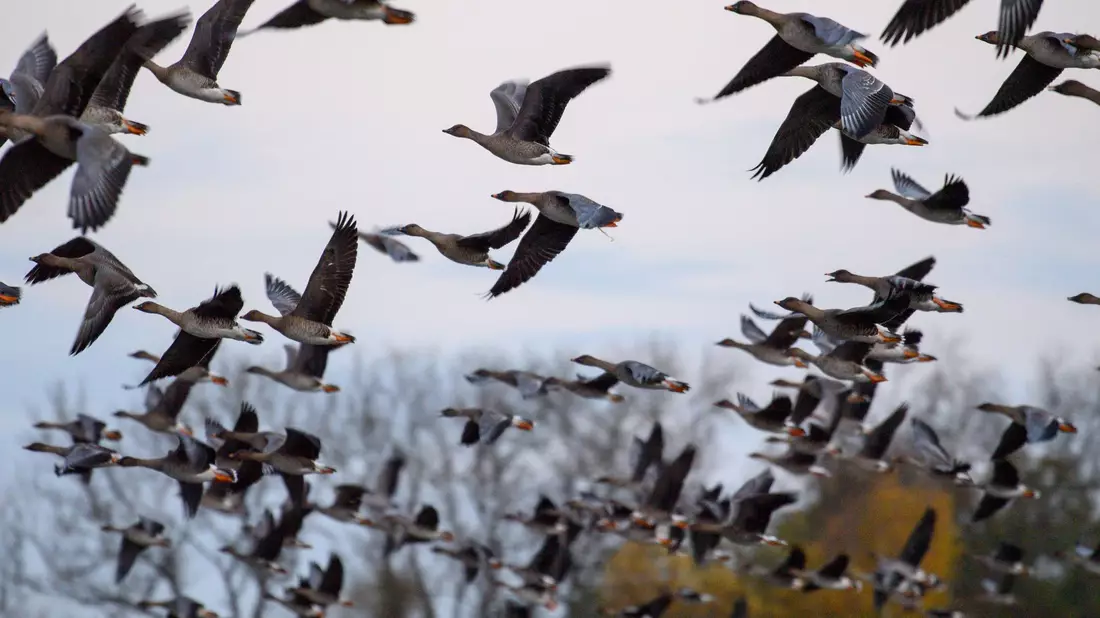 Mit dem Vogelzug erhöht sich alljährlich im Herbst die Gefahr, dass auch das Vogelgrippe-Virus eingeschleppt wird. (Archivbild) - Bild: Klaus-Dietmar Gabbert/dpa