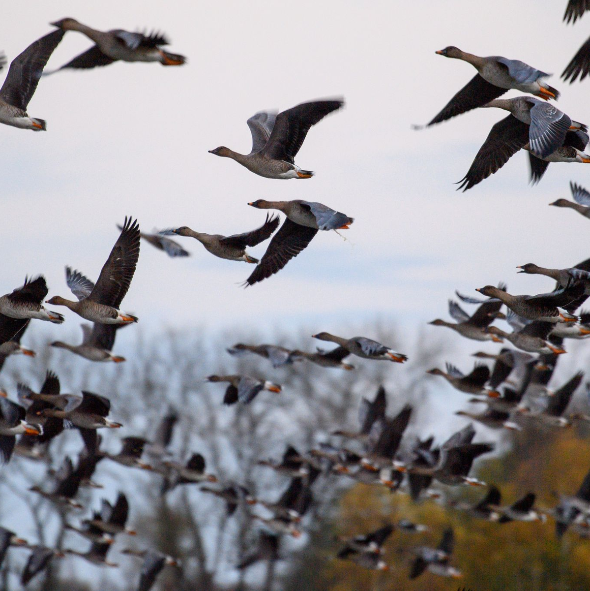 Mit dem Vogelzug erhöht sich alljährlich im Herbst die Gefahr, dass auch das Vogelgrippe-Virus eingeschleppt wird. (Symbolbild) - Foto: Klaus-Dietmar Gabbert/dpa
