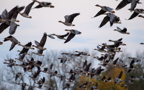 Mit dem Vogelzug erhöht sich alljährlich im Herbst die Gefahr, dass auch das Vogelgrippe-Virus eingeschleppt wird. (Archivbild) - Foto: Klaus-Dietmar Gabbert/dpa Mit dem Vogelzug erhöht sich alljährlich im Herbst die Gefahr, dass auch das Vogelgrippe-Virus eingeschleppt wird. (Archivbild) - Foto: Klaus-Dietmar Gabbert/dpa