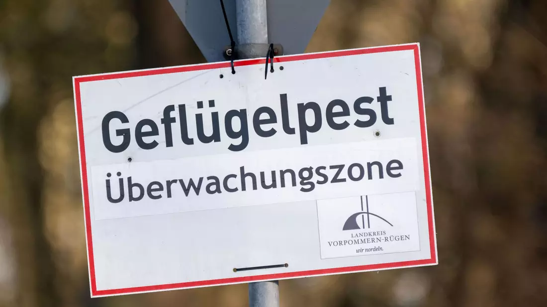 Pro getötetem Tier können Tierhalterinnen und Tierhalter bis zu 50 Euro erhalten. (Symbolbild) - Bild: Stefan Sauer/dpa
