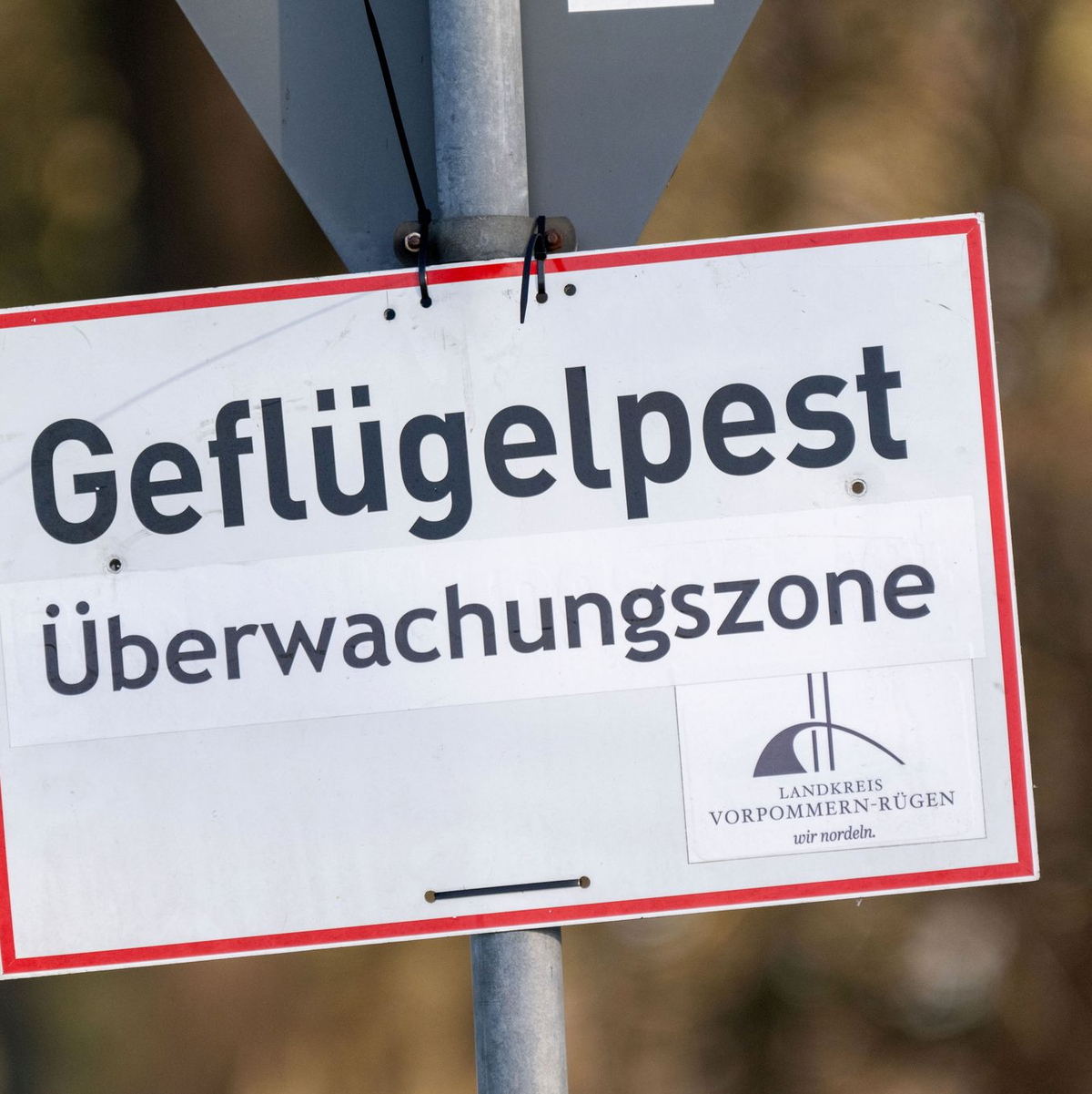 Pro getötetem Tier können Tierhalterinnen und Tierhalter bis zu 50 Euro erhalten. (Symbolbild) - Foto: Stefan Sauer/dpa