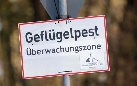 Nach Vogelgrippe-AusbrĂĽchen in zwei GeflĂĽgelhaltungen in Vorpommern mussten rund 150.000 Tiere gekeult werden. (Archivbild) - Foto: Stefan Sauer/dpa Nach Vogelgrippe-AusbrĂĽchen in zwei GeflĂĽgelhaltungen in Vorpommern mussten rund 150.000 Tiere gekeult werden. (Archivbild) - Foto: Stefan Sauer/dpa