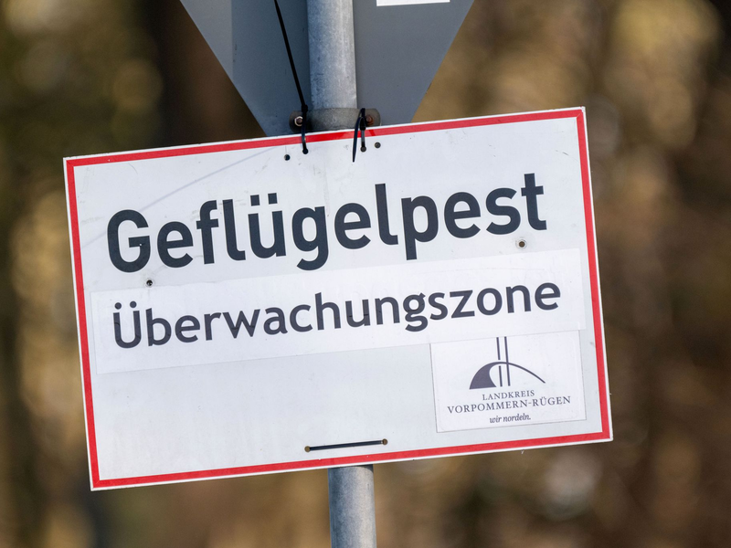 Nach Vogelgrippe-Ausbrüchen in zwei Geflügelhaltungen in Vorpommern mussten rund 150.000 Tiere gekeult werden. (Archivbild) - Foto: Stefan Sauer/dpa