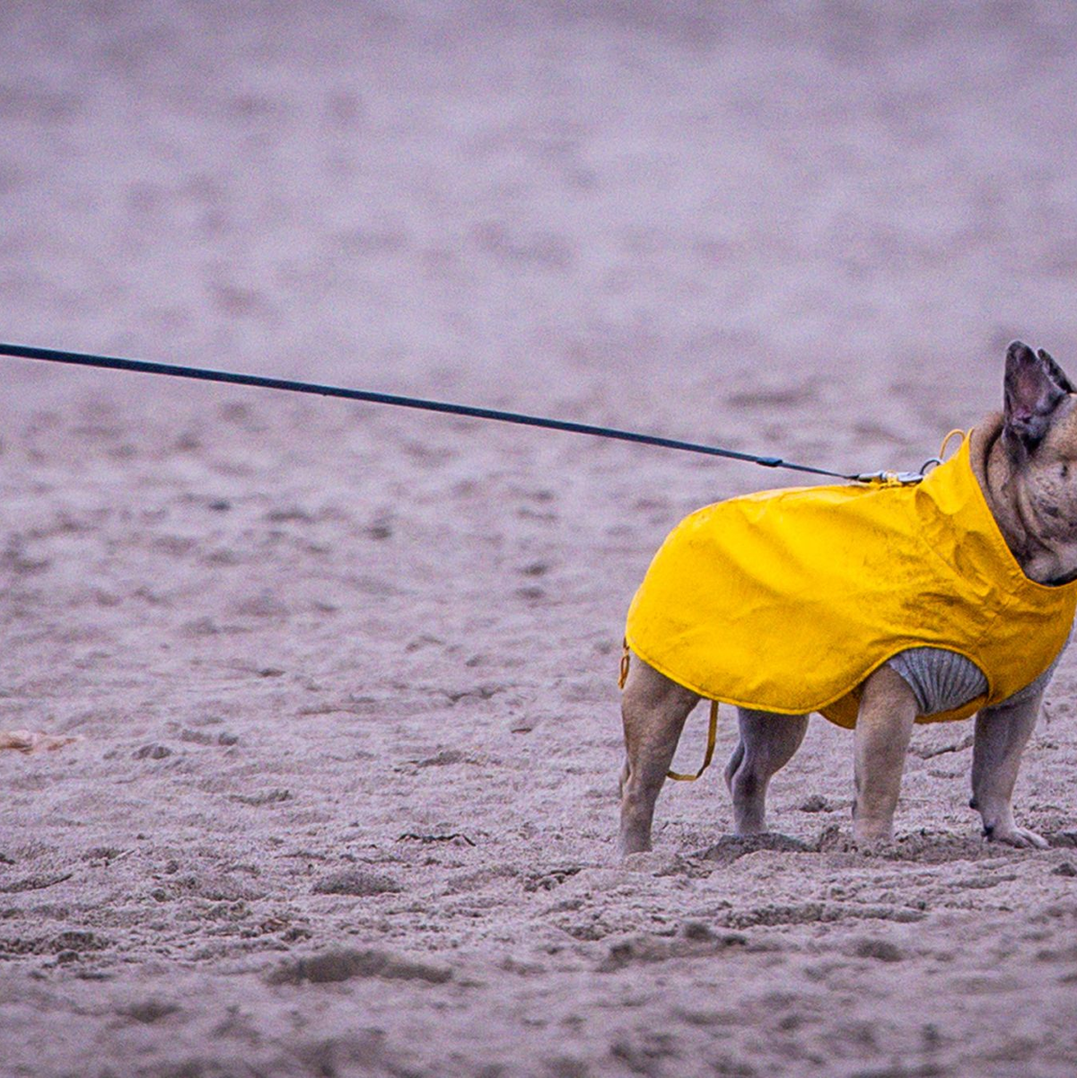 Am Freitag soll laut DWD ein stürmischer Südwestwind dichte Regenwolken über das Land peitschen.  - Foto: Jens Büttner/dpa
