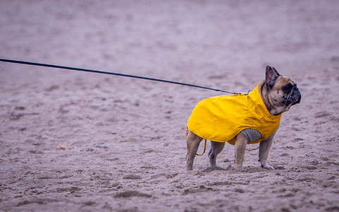 Am Freitag soll laut DWD ein stürmischer Südwestwind dichte Regenwolken über das Land peitschen.  - Foto: Jens Büttner/dpa