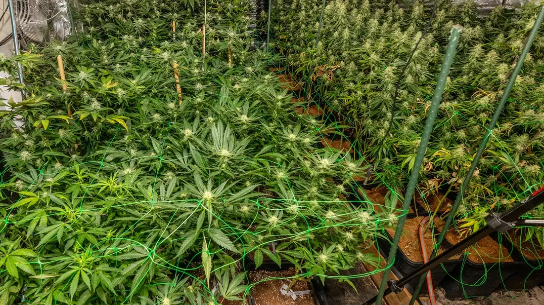 POL-E: Essen: Polizei entdeckt Cannabis-Plantage - vier Personen festgenommen - Bild: presseportal.de
