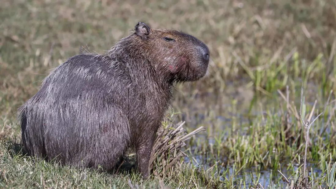 Capybara und andere Wildtiere wurden bei der Operation beschlagnahmt. (Archivbild) - Bild: picture alliance / dpa