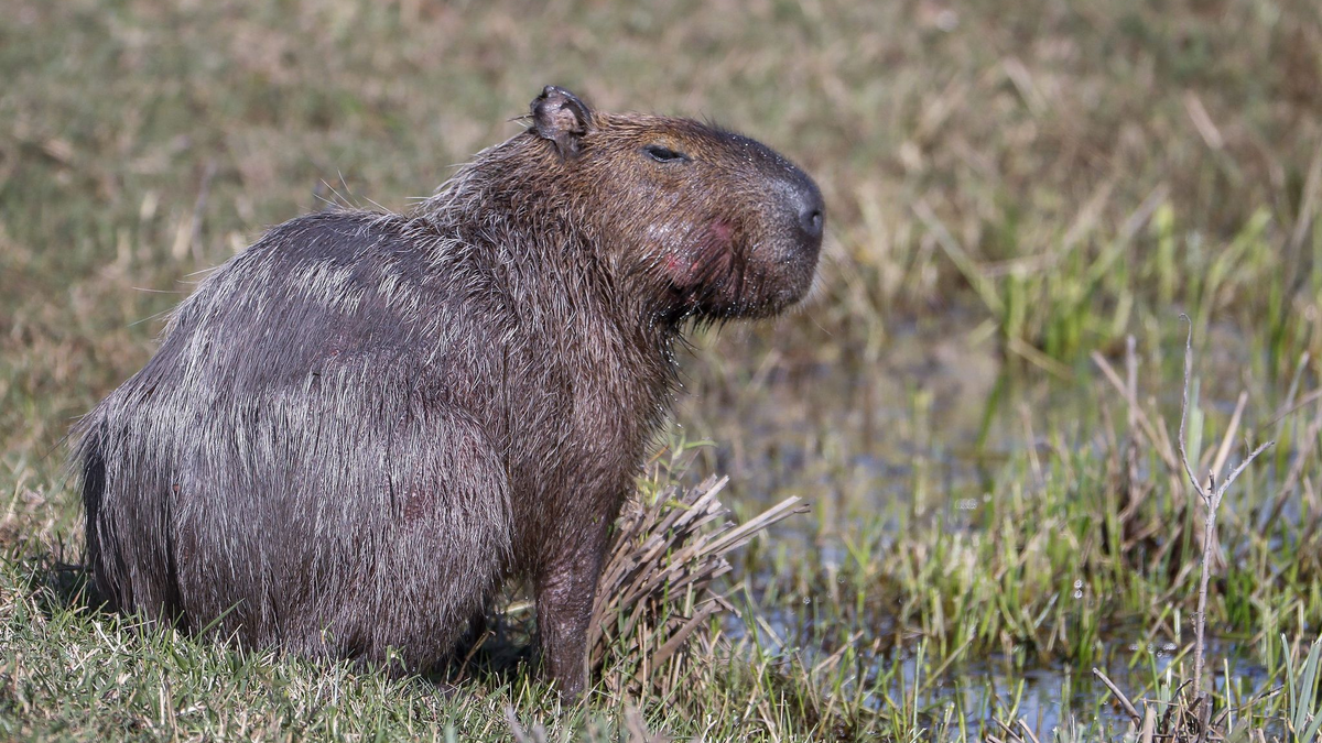 Capybara und andere Wildtiere wurden bei der Operation beschlagnahmt. (Archivbild) - Foto: picture alliance / dpa
