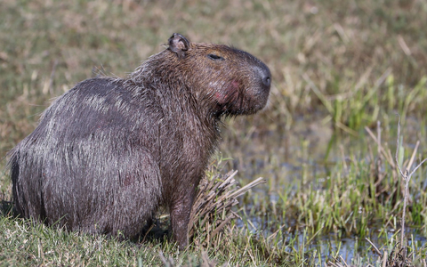Capybara und andere Wildtiere wurden bei der Operation beschlagnahmt. (Archivbild) - Foto: picture alliance / dpa