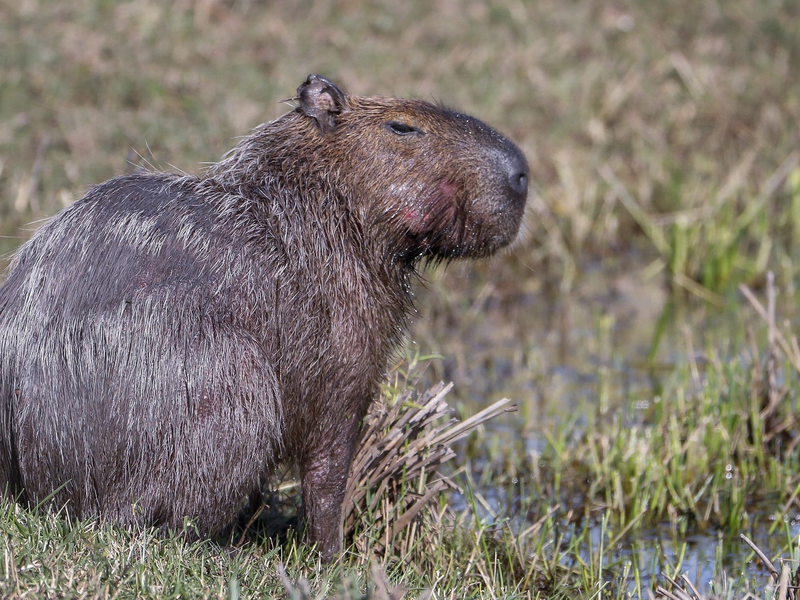 Capybara und andere Wildtiere wurden bei der Operation beschlagnahmt. (Archivbild) - Foto: picture alliance / dpa