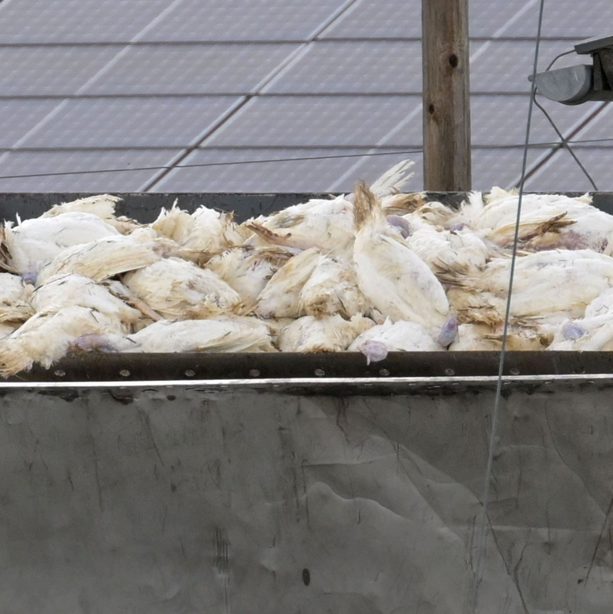 Wenn in einem Geflügelbetrieb die Vogelgrippe nachgewiesen wurde, müssen alle Tiere vorsorglich getötet und vernichtet werden. Die Tierseuchenkasse leistet Entschädigungszahlungen. (Illustration)    - Foto: Michael Bahlo/dpa