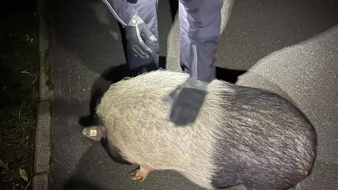 POL-HB: Nr.: 0715 --Schwein gestellt - Fluchtgeschwindigkeit: gemütlich-- - Bild: presseportal.de