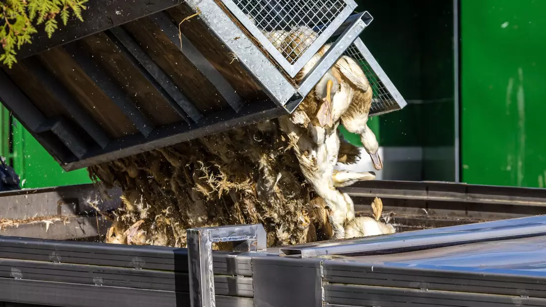 Unzählige Gänse und Enten mussten aufgrund des Vogelgrippe-Ausbruchs in Agrarbetrieben getötet werden.  (Archivbild) - Bild: Frank Hammerschmidt/dpa