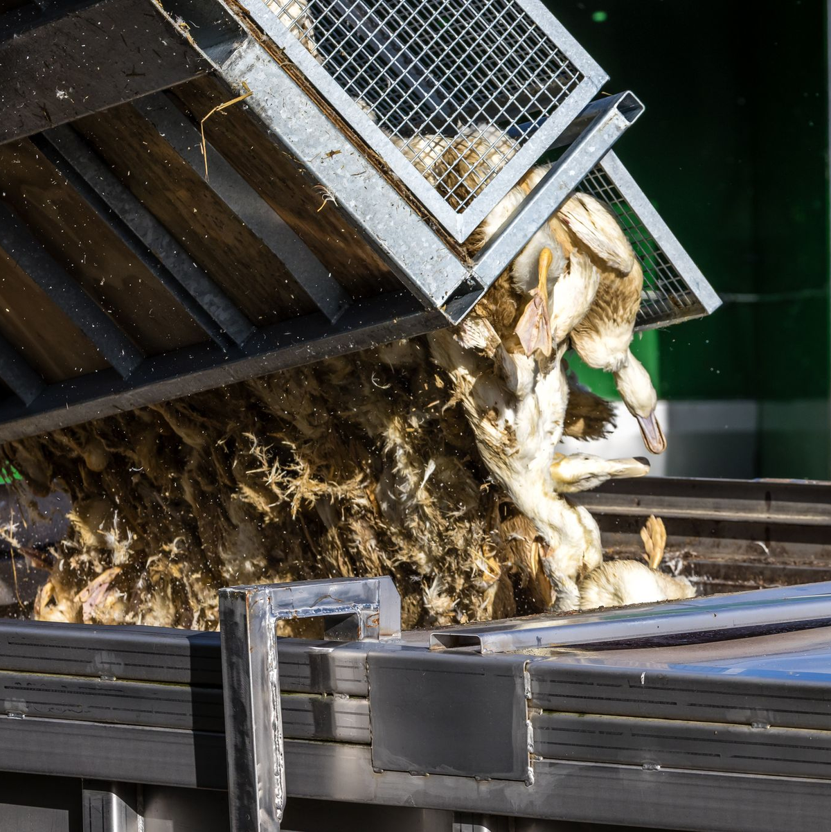 Schon mehr als eine halbe Million Enten, Gänse, Puten und Hühner wurden getötet, nachdem in den jeweiligen Beständen die Geflügelpest festgestellt worden war. (Illustration).    - Foto: Frank Hammerschmidt/dpa