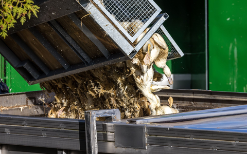 Unzählige Gänse und Enten mussten aufgrund des Vogelgrippe-Ausbruchs in Agrarbetrieben getötet werden. (Archivbild) - Foto: Frank Hammerschmidt/dpa Unzählige Gänse und Enten mussten aufgrund des Vogelgrippe-Ausbruchs in Agrarbetrieben getötet werden. (Archivbild) - Foto: Frank Hammerschmidt/dpa