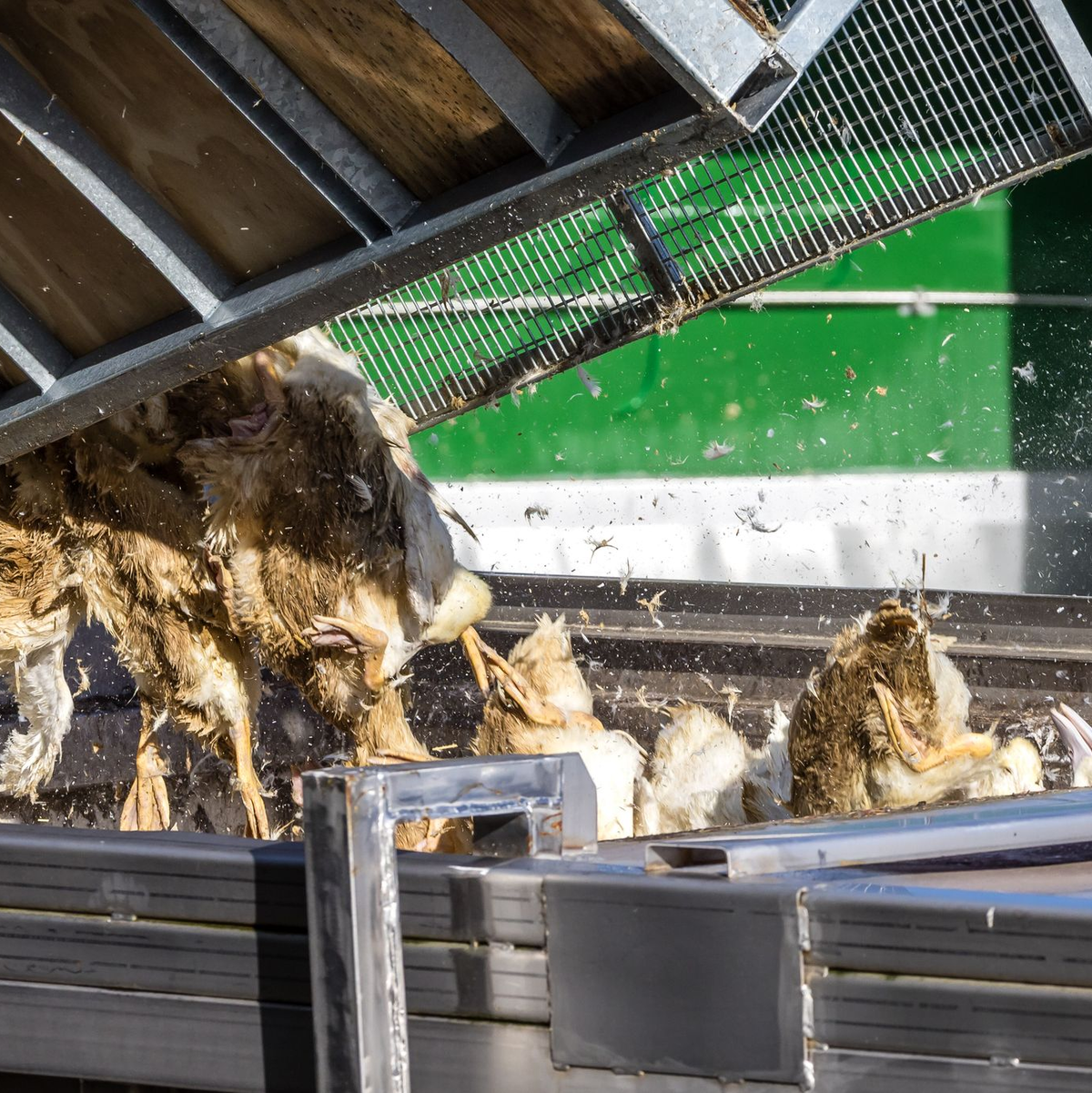 Forderungen nach einem bundesweiten Aufstallungsgebot werden lauter.  - Foto: Frank Hammerschmidt/dpa